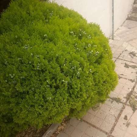 Mane * Saranda