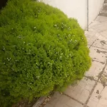 Mane * Sarandë